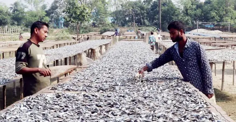 দেশি মাছের আকাল, আমেজ নেই পাবনার শুঁটকিপল্লিতে