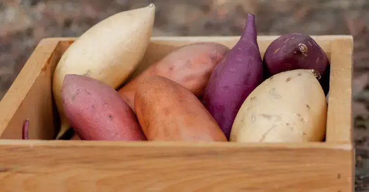 এই সবজি বদলে দিতে পারে আপনার দৃষ্টি