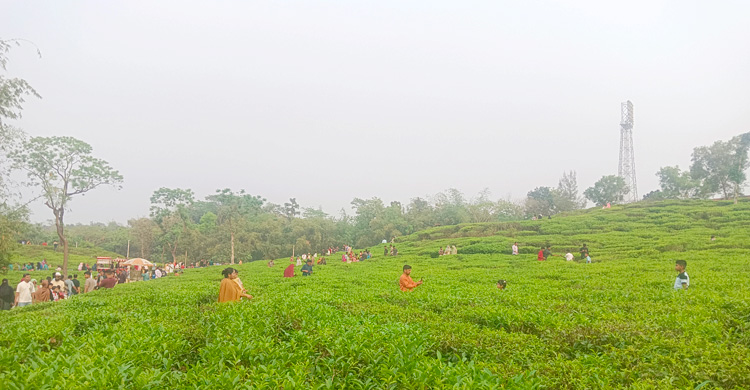 পর্যটকে মুখর সিলেটের লাক্কাতুড়া চা বাগান