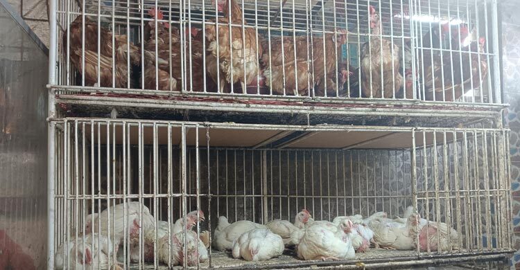 সিলেটে মুরগির দাম কমলেও চড়া সবজি বাজার