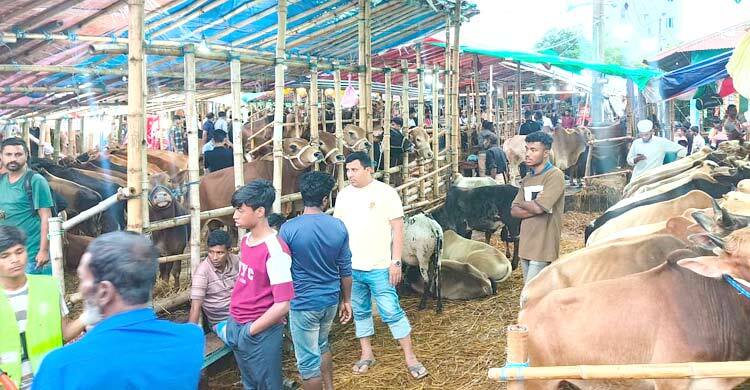 সিলেটে পশু নিয়ে দুশ্চিন্তায় বিক্রেতারা
