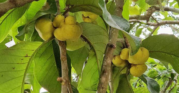 মিরসরাইয়ে কমে যাচ্ছে ডেউয়া ফল