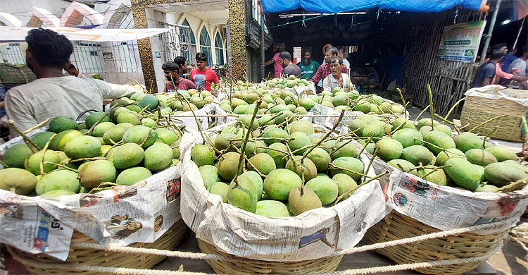 বাজারে উঠলো সাতক্ষীরার আম