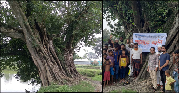 ৩০০ বছরের পুরোনো বটগাছ বাঁচাতে গ্রামবাসীর আকুতি