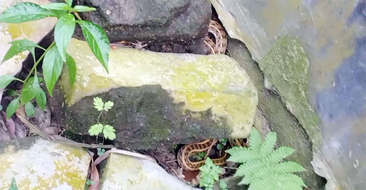 টাঙ্গাইলের হাসপাতালে পর্যাপ্ত অ্যান্টিভেনম রয়েছে