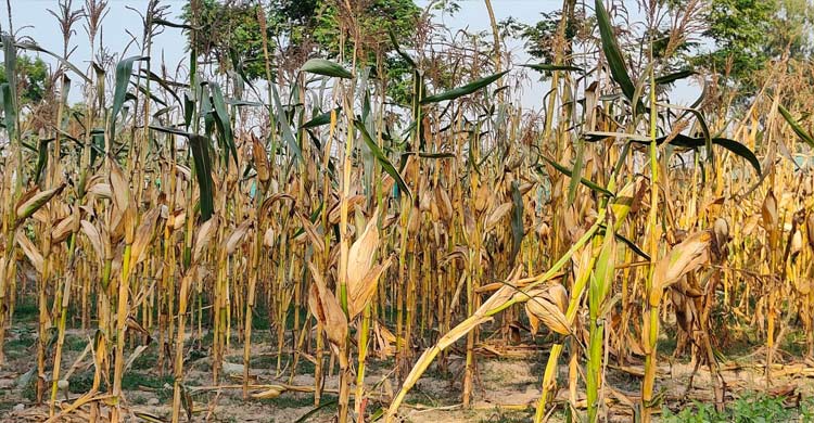 খরায় উত্তরাঞ্চলের কৃষকের বোবাকান্না