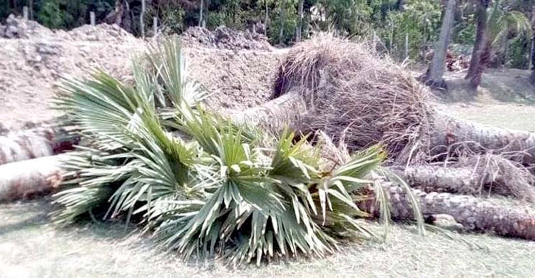 তালগাছ উপড়ে ফেলায় চেয়ারম্যান-মেম্বারকে বরখাস্তের নির্দেশ