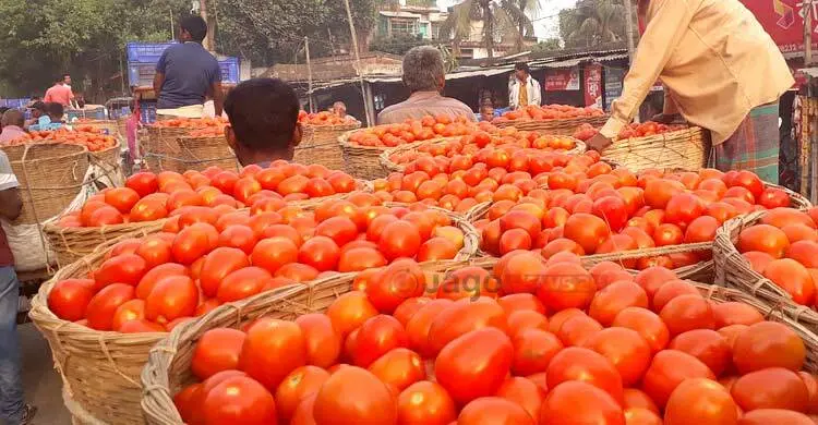 গাবুরার টমেটোর বাজার ঘিরে দেড়শ কোটি টাকার বাণিজ্য