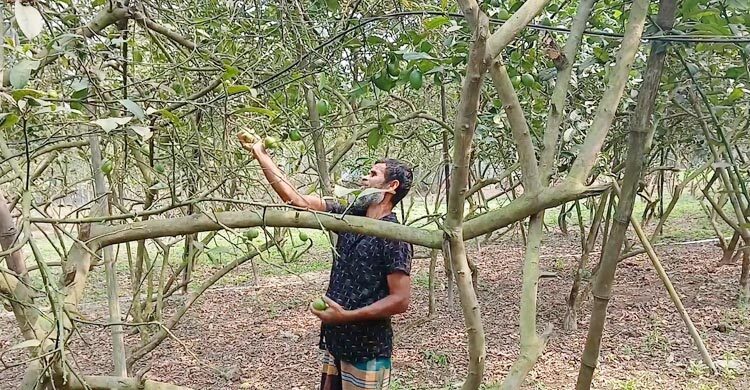 প্রতিবন্ধী রানার লেবুচাষে বাজিমাত, রমজানে ৪ লাখ টাকা বিক্রির আশা