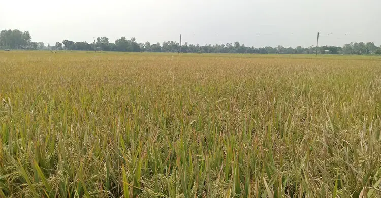 ইটভাটার বিষাক্ত ধোঁয়ায় পাঁচ শতাধিক একর জমির ধান পুড়ে ছাই