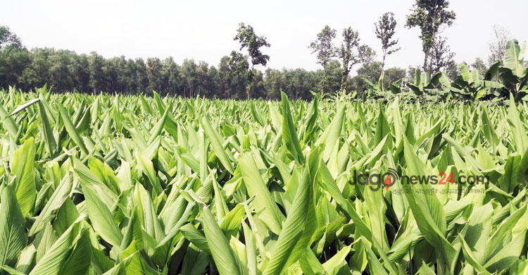 টাঙ্গাইলে ৫৮ কোটি টাকার হলুদ বিক্রির সম্ভাবনা