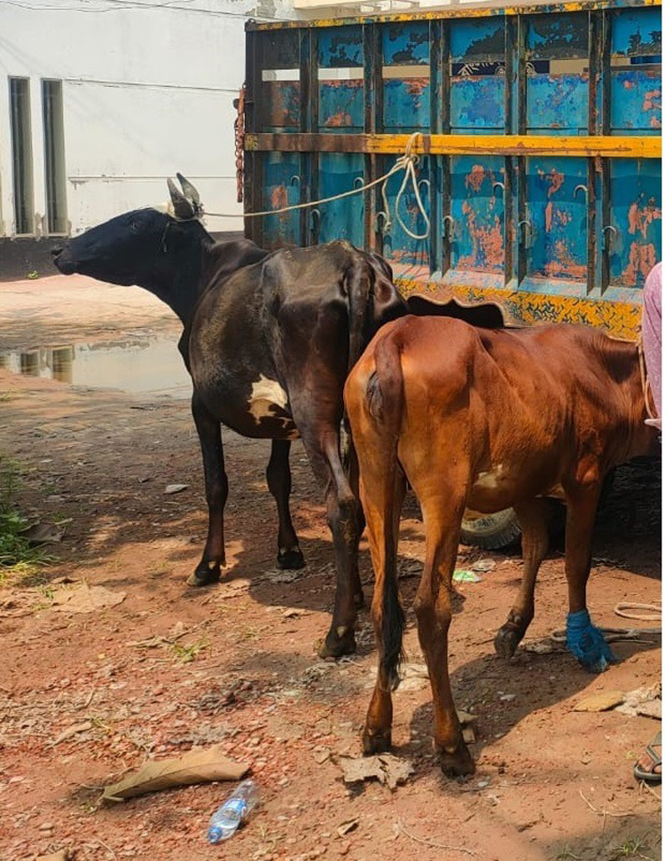 চুরি হওয়া গরু ফিরিয়ে দিতে ৫০ হাজার টাকা দাবি এসআইয়ের