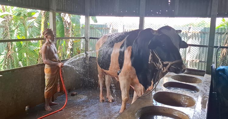টাঙ্গাইলে বিক্রির জন্য প্রস্তুত চাহিদার চেয়ে ২৯ হাজারের বেশি পশু