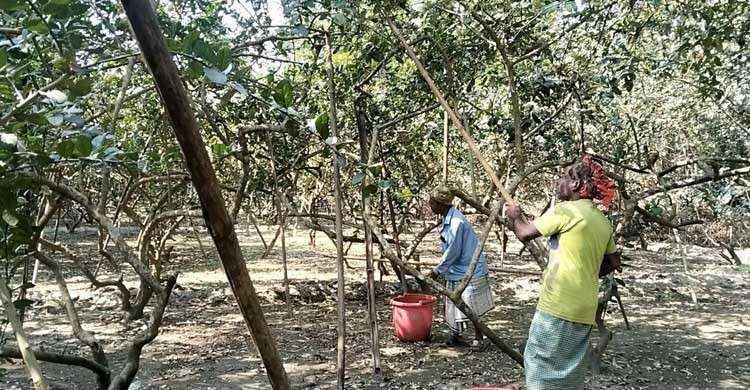 চাহিদায় বেড়েছে টাঙ্গাইলের লেবুর দাম