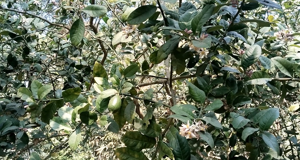 চাহিদায় বেড়েছে টাঙ্গাইলের লেবুর দাম