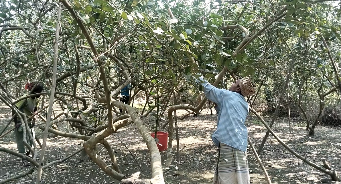 চাহিদায় বেড়েছে টাঙ্গাইলের লেবুর দাম