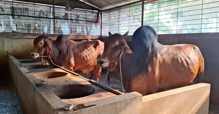 টাঙ্গাইলে কোরবানির জন্য চাহিদার তুলনায় বেশি ৪০ হাজার পশু