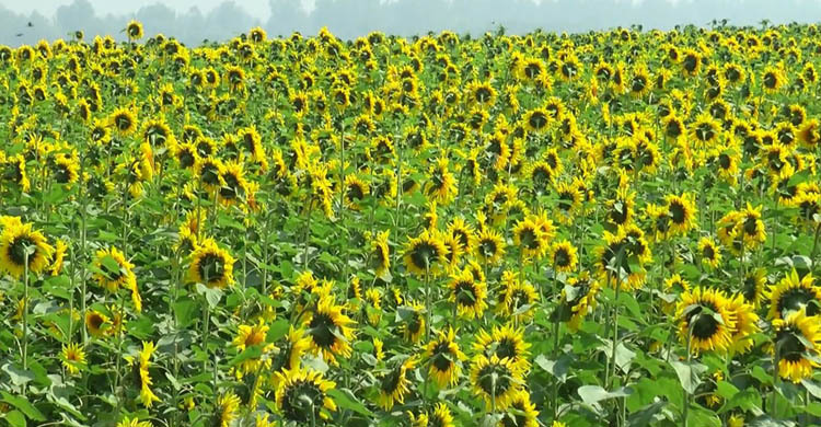 টাঙ্গাইলে সূর্যমুখী চাষে কৃষকের মুখে হাসি