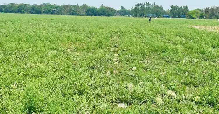 মিরসরাইয়ে ভারী বৃষ্টিতে ক্ষতিগ্রস্ত তরমুজ চাষিরা