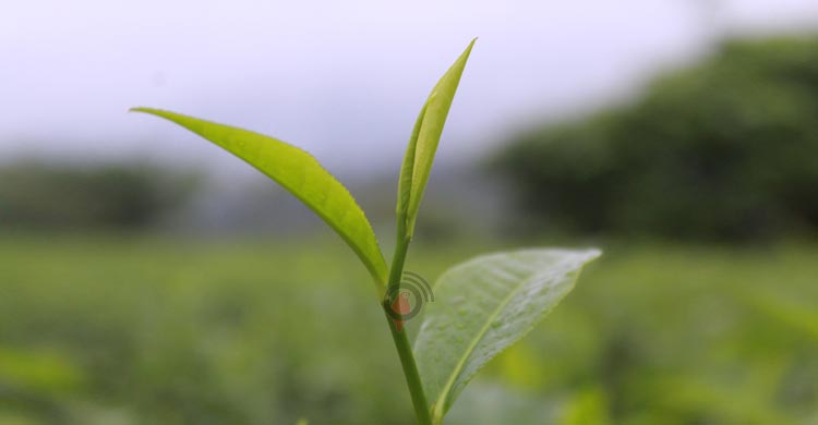 বছরের ব্যবধানে চা রপ্তানি বেড়েছে দ্বিগুণের বেশি