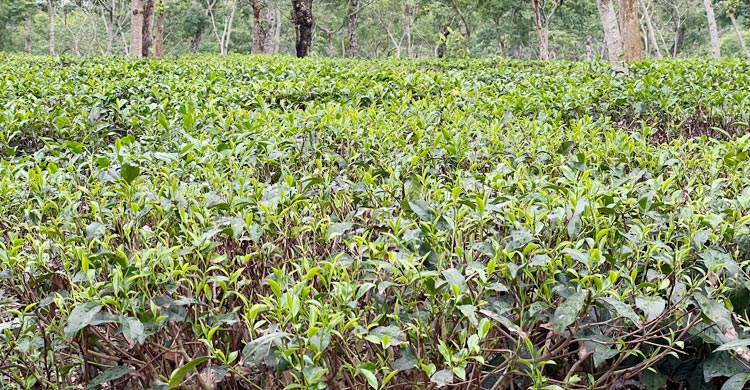 কয়েক দিনের টানা গরমে পুড়ছিল মৌলভীবাজারের চা বাগানগুলো। বিবর্ণ হয়ে যায় অধিকাংশ চা গাছ