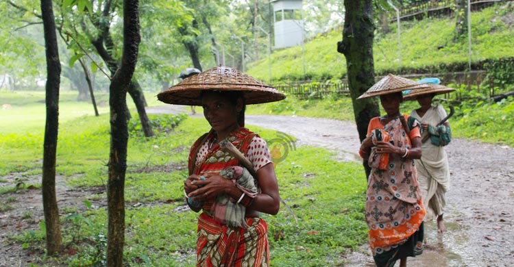 বছরের ব্যবধানে চা রপ্তানি বেড়েছে দ্বিগুণের বেশি