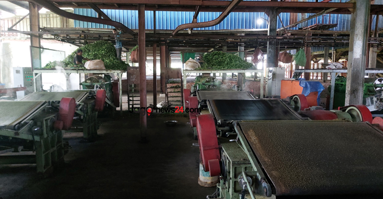 সুদিন ফিরেছে সমতলের চা চাষে, দামে খুশি চাষিরা