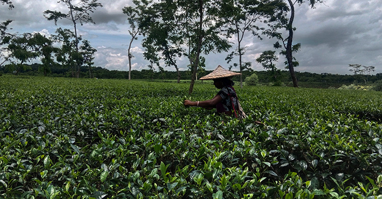হাড়কাঁপানো শীতে কাবু মৌলভীবাজার, বিপাকে ৯২ বাগানের চা শ্রমিক