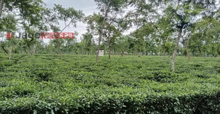 মদের নেশায় বেকারত্বে বাঁধা চা শ্রমিকদের ভাগ্য