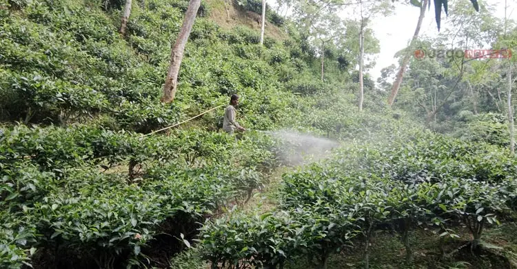 উৎপাদন খরচের চাপে চা শিল্প