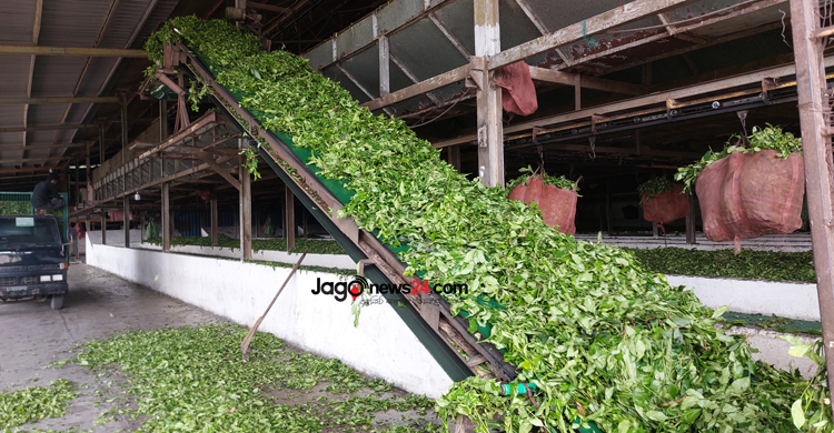 সুদিন ফিরেছে সমতলের চা চাষে, দামে খুশি চাষিরা