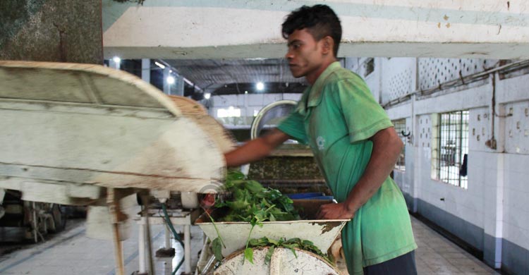 বছরের ব্যবধানে চা রপ্তানি বেড়েছে দ্বিগুণের বেশি