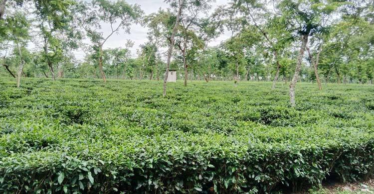 দুদিনের বৃষ্টিতে প্রাণ ফিরেছে চা বাগান-বোরো ফসলে