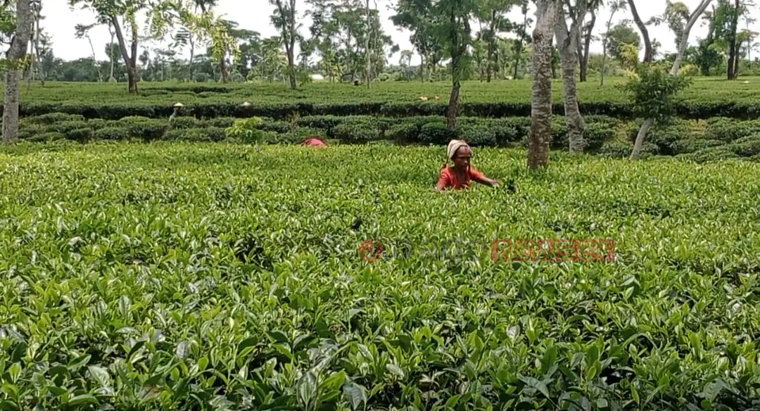 tea