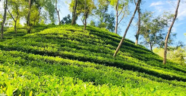 শ্রীমঙ্গল ভ্রমণ: সবুজের রাজ্যে একদিন