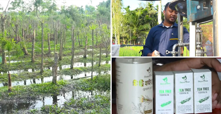রংপুরে অস্ট্রেলিয়ান টি-ট্রি চাষ, এক লিটার তেল ৫০ হাজার টাকা