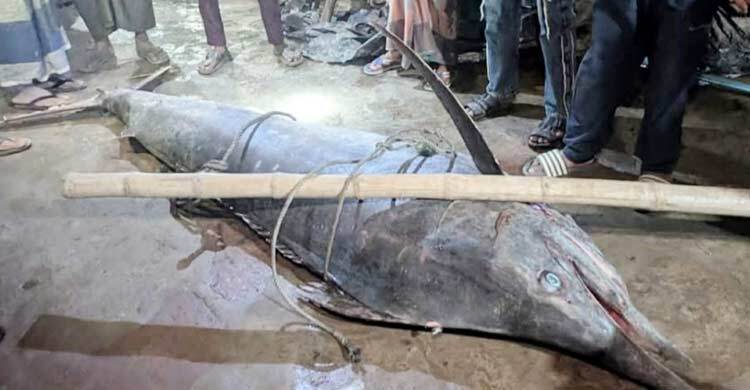 সেন্টমার্টিনে জালে ধরা পড়লো ২০০ কেজির সেইলফিশ মাছ