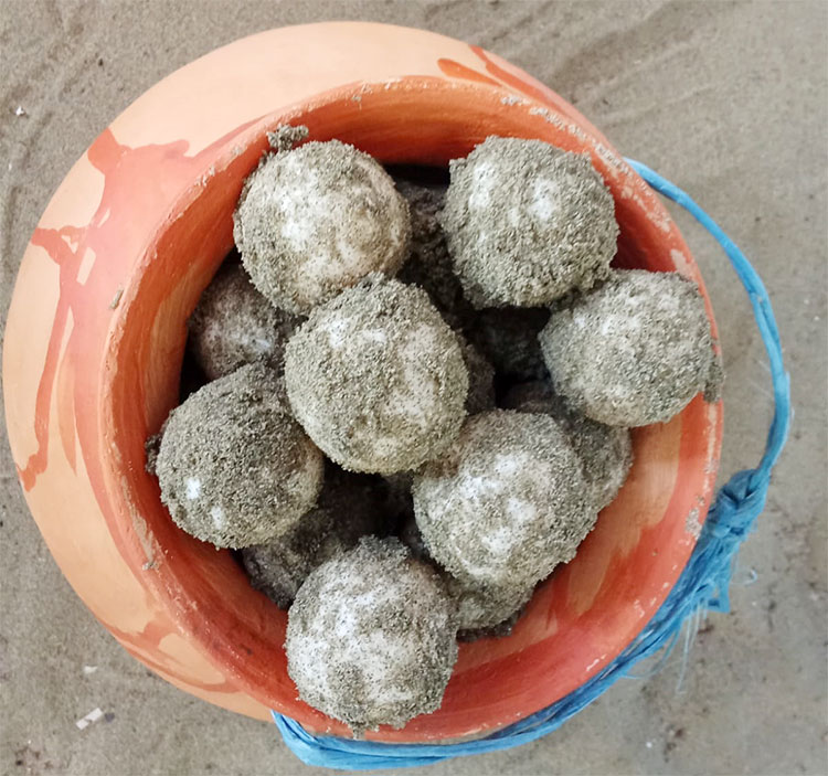 একদিনে ১৭৩৩ ডিম পেড়ে সাগরে ফিরলো ১৬ কাছিম