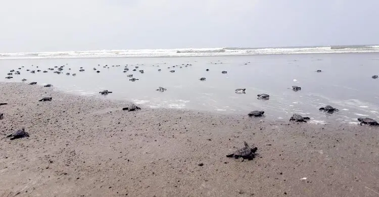 টেকনাফ উপকূলে ৩১৪ সামুদ্রিক কাছিমের বাচ্চা অবমুক্ত