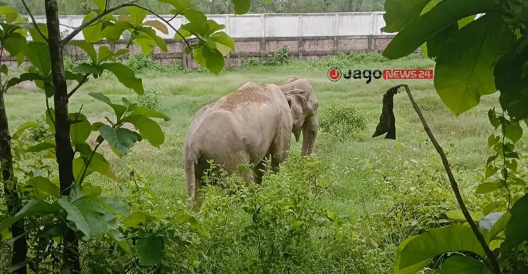 বন ধ্বংস-খাদ্যসংকটে বিলুপ্তির শঙ্কায় বন্যহাতি