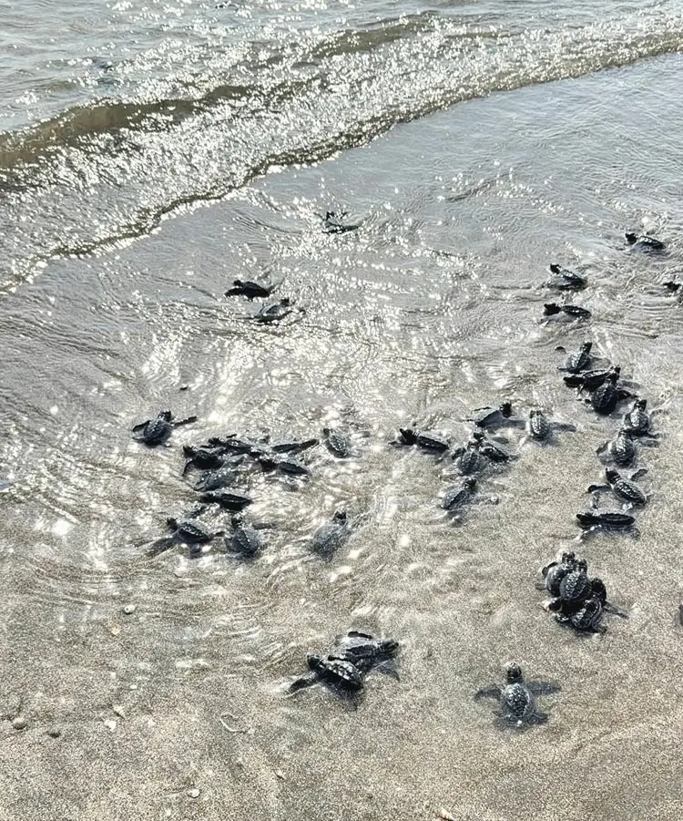 টেকনাফ উপকূলে ৩১৪ সামুদ্রিক কাছিমের বাচ্চা অবমুক্ত