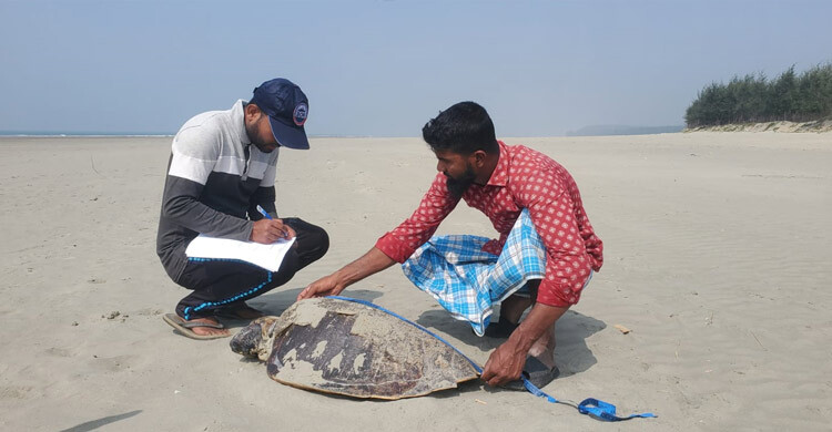 তিনদিনে কক্সবাজার সৈকতে ৭০ মা কাছিমের মৃত্যু