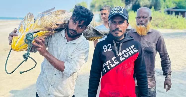 সেন্টমার্টিনে ধরা পড়লো ৩২ কেজির পোপা মাছ, দাম ৫ লাখ