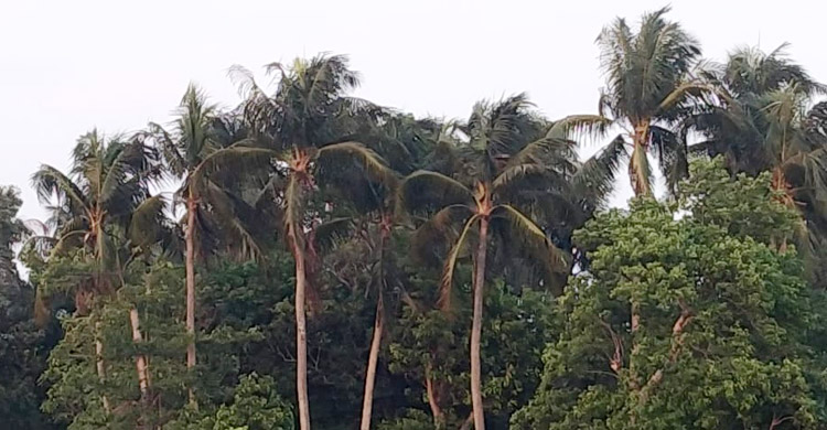 ২০ বছরে অর্ধেকে নেমেছে সেন্টমার্টিনের নারিকেল গাছ