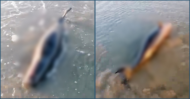 টেকনাফ সৈকতে ভেসে এলো মৃত ডলফিন, শরীরে আঘাতের চিহ্ন