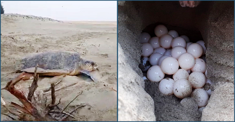 একদিনে ১৭৩৩ ডিম পেড়ে সাগরে ফিরলো ১৬ কাছিম