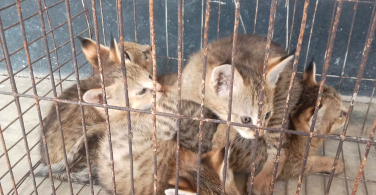 টেকনাফে উদ্ধার মেছো বাঘের ৫ বাচ্চা বনে অবমুক্ত