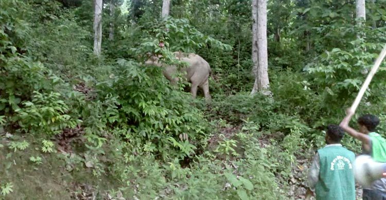 টেকনাফে ফের লোকালয়ে বন্য হাতি, আতঙ্কে কাটছে রাত