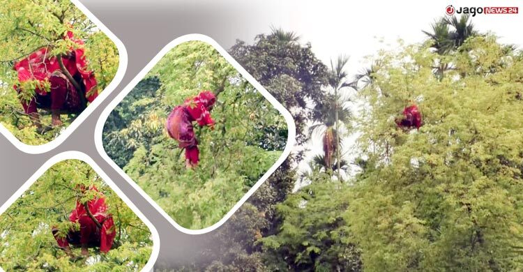 এক মাস পর আবারও তেঁতুল গাছের মগডালে ‌সাজেদা