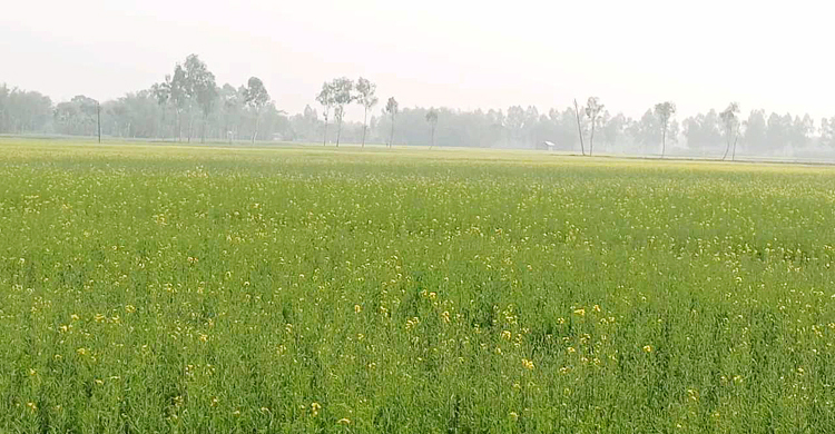 ঠাকুরগাঁওয়ে সরিষার ফলন নিয়ে শঙ্কা